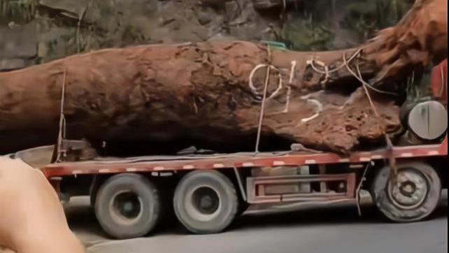 四川乐山有人盗挖价值几个亿的巨型阴沉木？快住手那是国家的财产