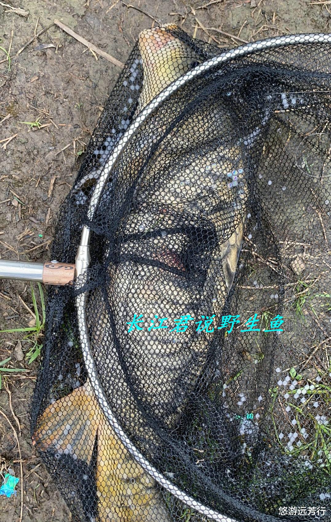 浙江省|浙江男子河里钓了条大鲤鱼,发朋友圈炫耀,结果朋友都劝他不要吃