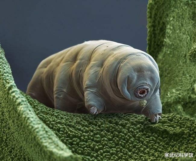 光子推进实现星际穿梭?水熊虫凭什么是首批星际航行的动物?