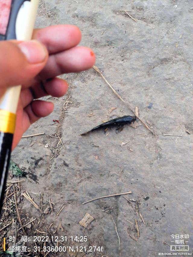 |2022年最后一钓，最大的鱼是斤鲫！