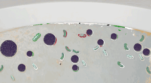 马桶三天不刷就有黄渍!学会这么做,祛黄除味,干净又卫生