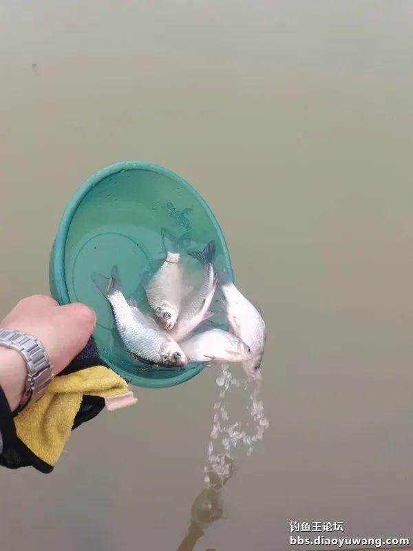 鳊鱼|新年鱼运好，细线擒草鳊