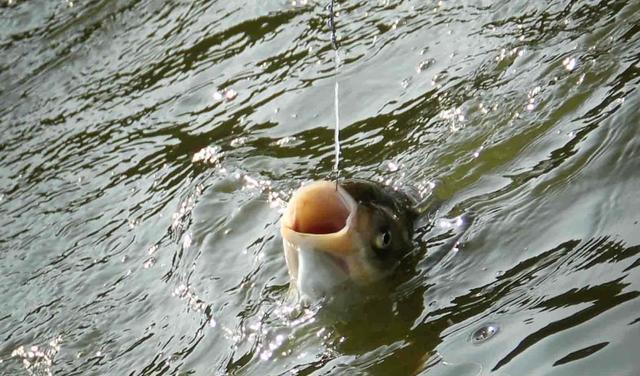 |资源是钓鱼最重要的因素吗？别找借口了，这些经验远比资源重要