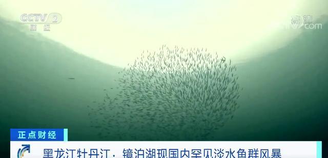 |镜泊湖出现“鱼风暴”，20米内清晰可见！3000斤巨鱼真的存在吗？