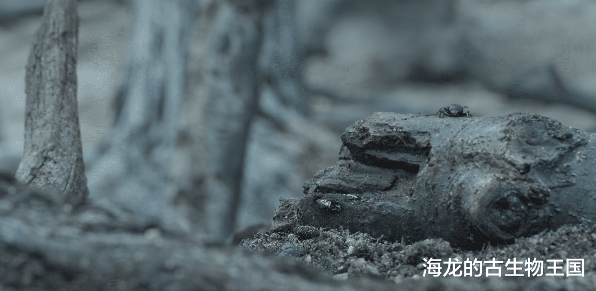 危机中蕴含转机,白垩纪森林中的生存之道
