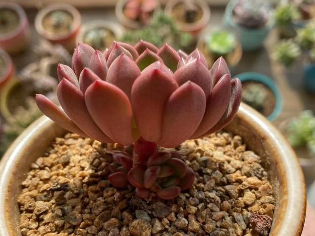 阳台上养护的红宝石能养出通红的颜色吗？能！做好3点尝试一下