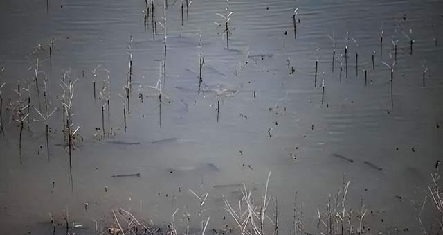 |献礼钓鱼人：禁捕过后鱼群成灾，赶快回家拿装备