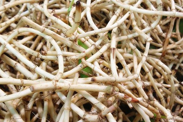 痔疮|天然的“化痔药”找到了,每天吃一点,调理肠胃,痔疮悄悄消失了