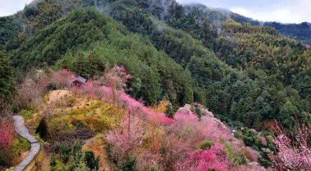 油菜花|隐藏在安徽深山里的仙境，被誉为中国盆景第一村，已有千年历史了