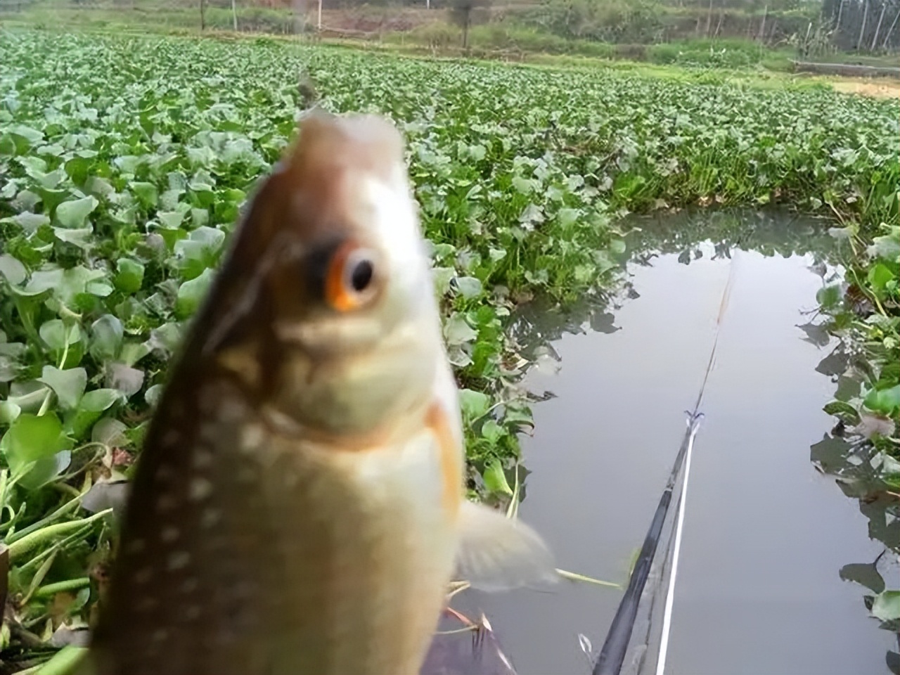 |春末夏初野钓鲫，改变“4个思路”，学会了斤鲫连竿更容易