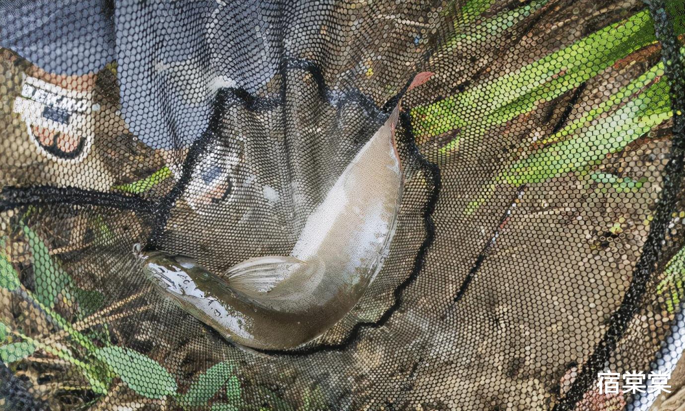 |“钓鱼被咬了,不过钓到了一条招财龙鱼,不亏...