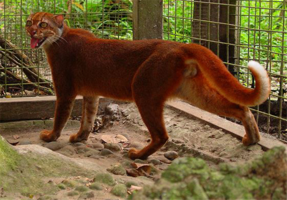 婆罗洲发现火虎，一身火红皮毛，跳起来撕咬赤麂，循着足迹抓野猪