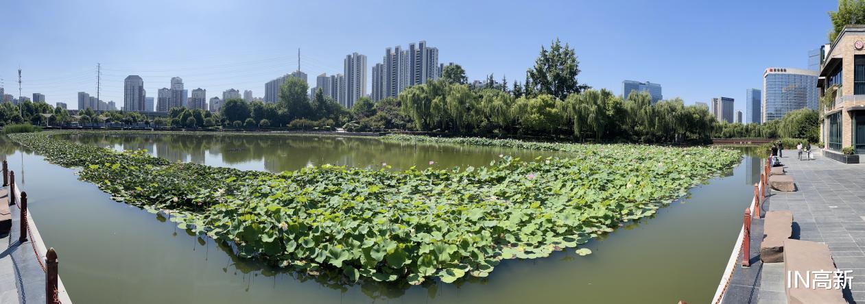 荷花|“荷”你有约 高新邀您足不出户云赏荷