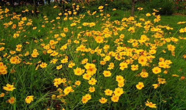 泉州|成都“小伊利”花海,就在主城区,公交地铁就可直达