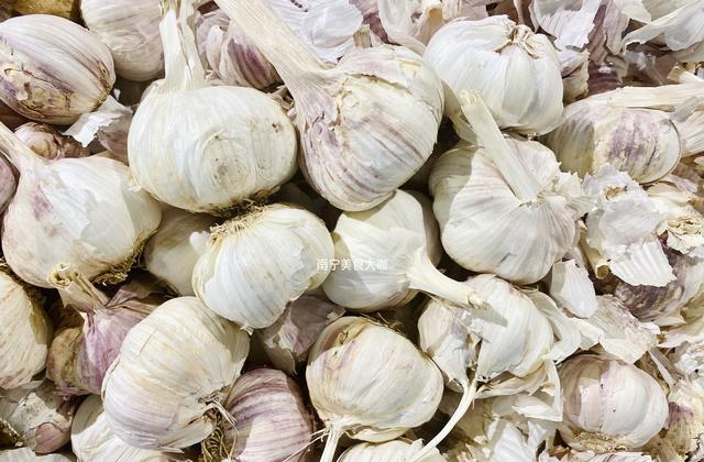 大蒜好不好？看准这5点就知道，老菜农教的方法真棒，一看一个准