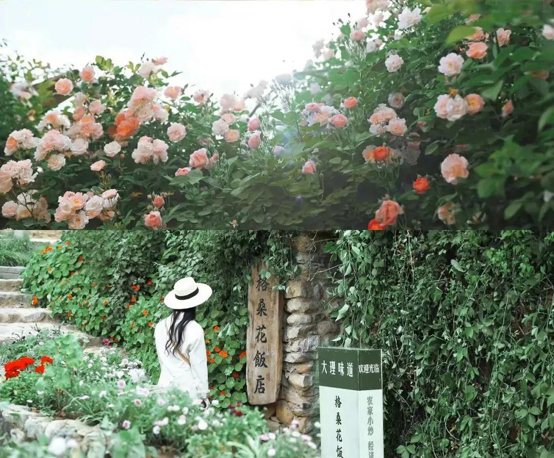 央视|《去有风的地方》感受草木温柔了时光治愈力!