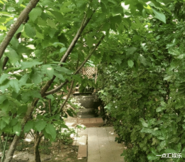 杨幂|曝杨幂豪宅,爸爸在院子里种菜,一心向往农家生活