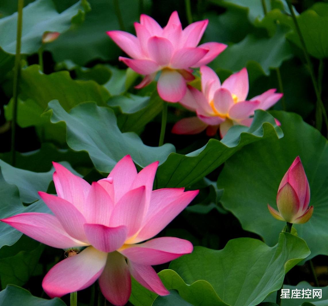 |哪几个星座的人，在职场中混得风生水起，有贵人暗中相助