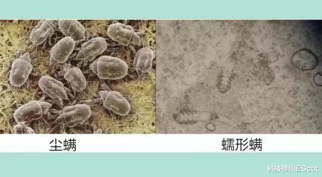 科学家:在我们脸上交配的螨虫正慢慢与人类融为一体!这么恶心?