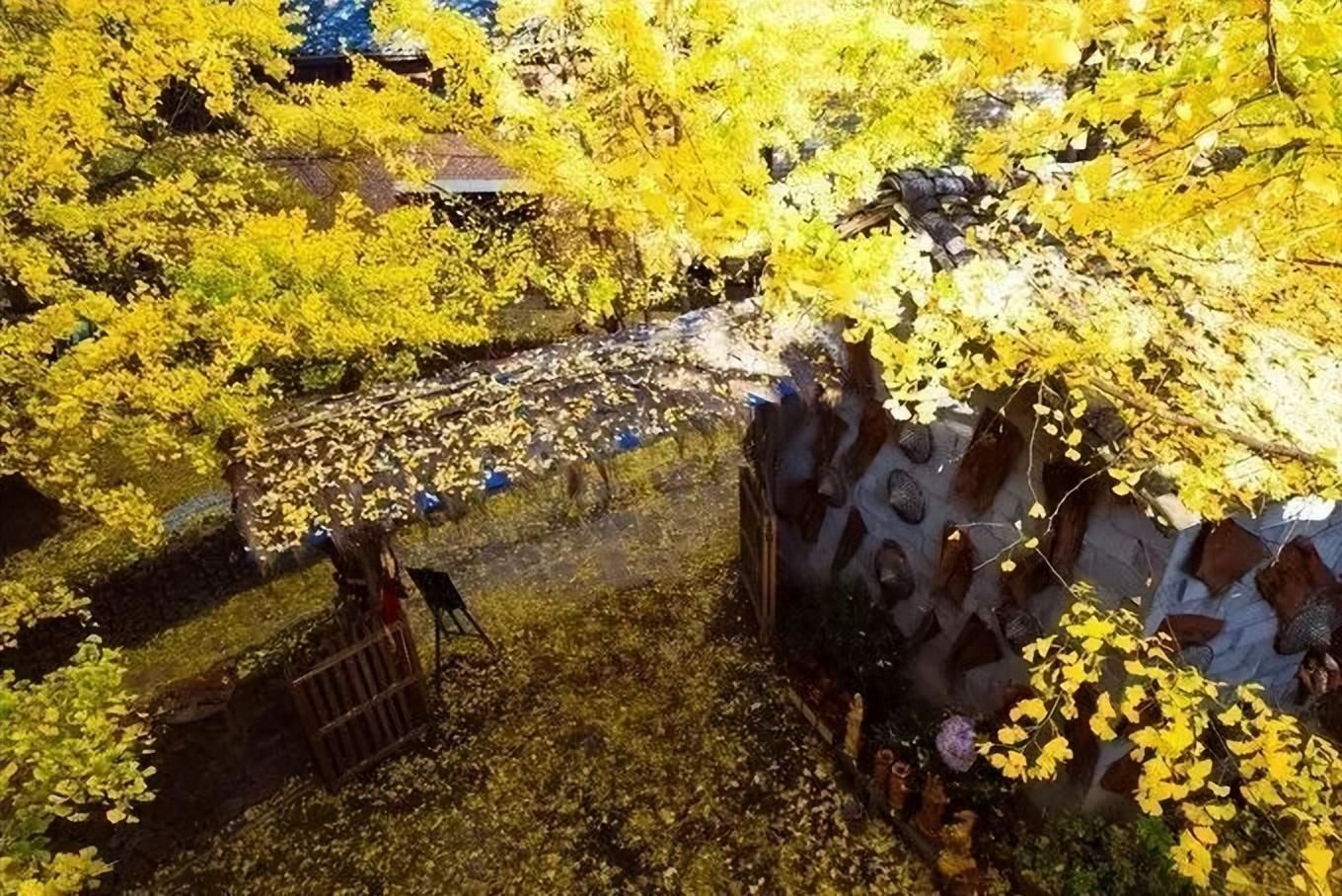 旅行社|这个秋天,你不能错过腾冲银杏村