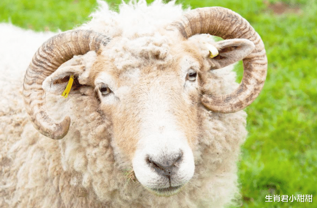 属羊|属羊人性格温柔做事周密，取得良好结果，得到大家认可