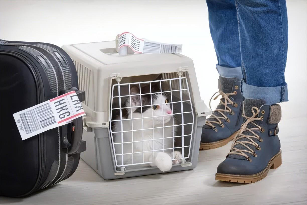 新手养猫指南｜新手养猫需要做哪些准备
