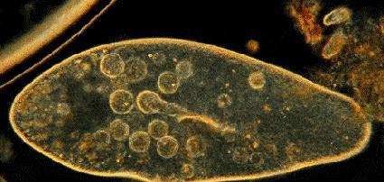 香蕉会在28年后灭绝？从本质上说，我们吃的香蕉其实来自同一棵树