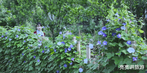 古镇|时隔一年,重看“李子柒”的庭院,才发现,那里仍是“世外桃源”