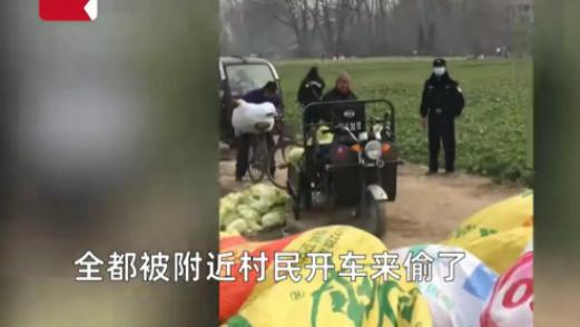 湖北潜江，一男子在某镇承包了几百亩土地，用于种植白菜，最近白菜成熟了，男子准备收成