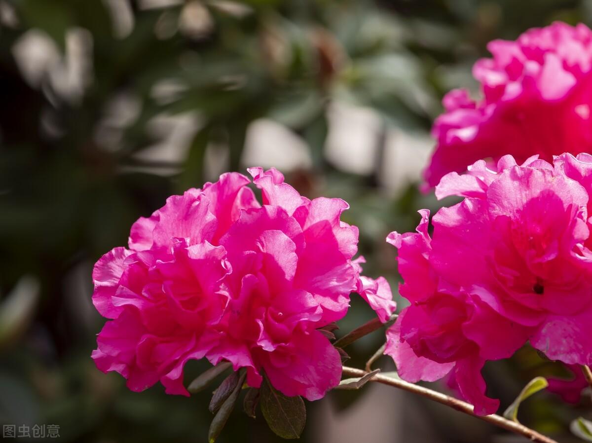 |郭进拴|神游宝天曼