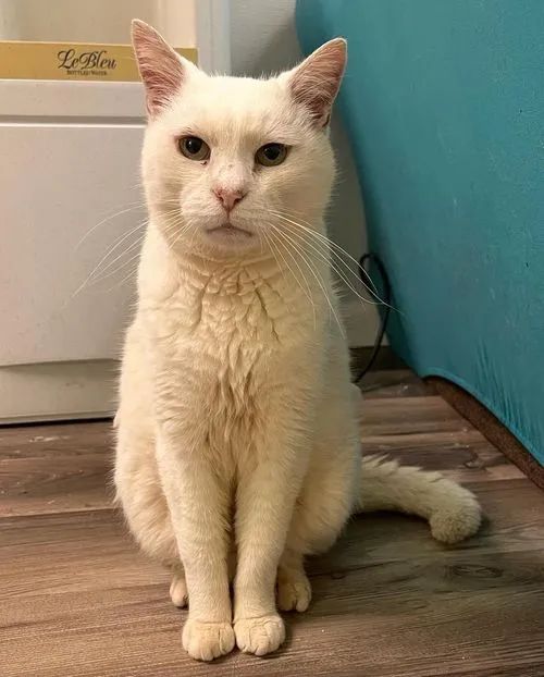 家猫被遗弃街头，还被地头蛇毒打，结果闯网友家哭求收留！