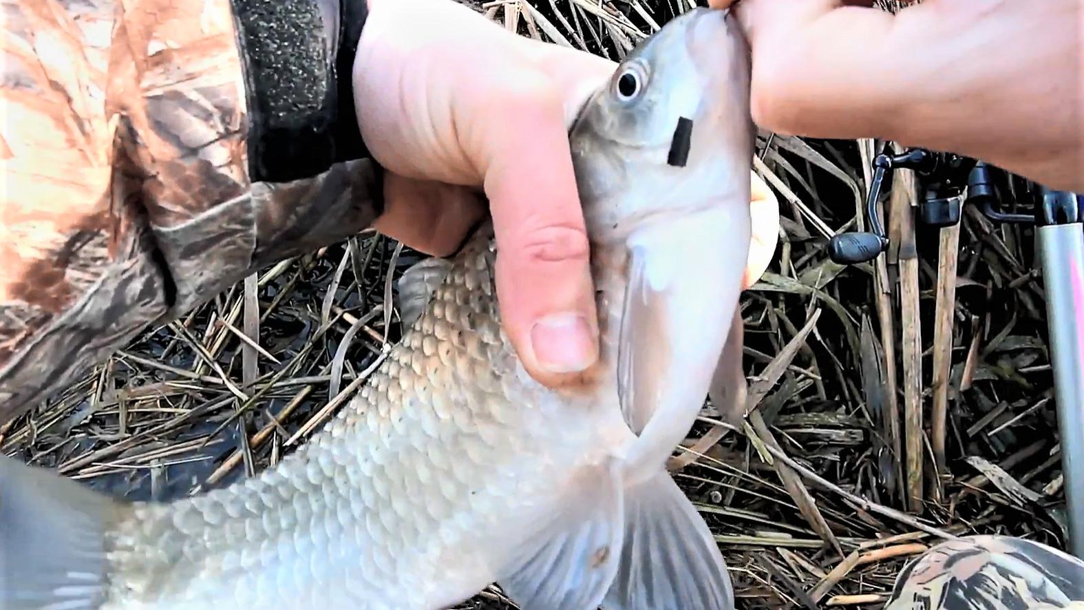 |冬天气温低，钓鱼做到“4勤”，牢记“5小”，连竿上鱼不断