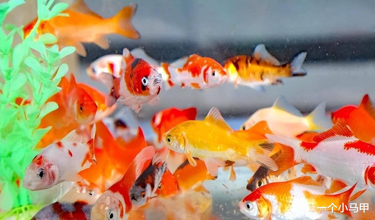 中国人似乎什么鱼都吃,为什么不吃金鱼?老渔民透露背后猫腻