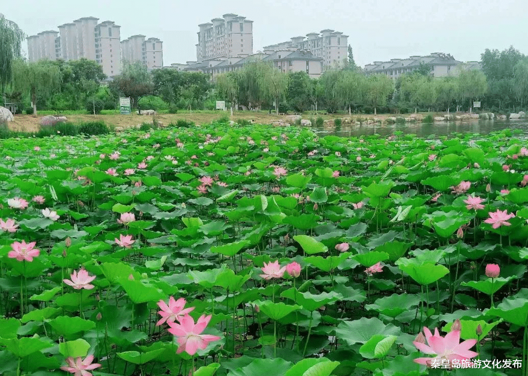 荷花|收藏！「2022秦皇岛赏荷指南」出炉，万亩盛放景致绝美！