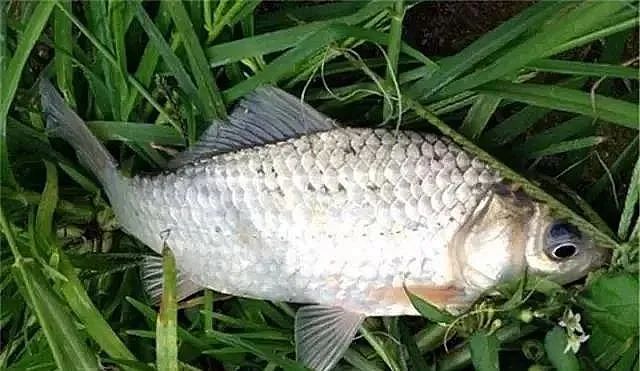 大板|黄金钓鱼季还在钓瓜子鲫？教你几个靠谱的方法，包你鲫鱼越钓越大