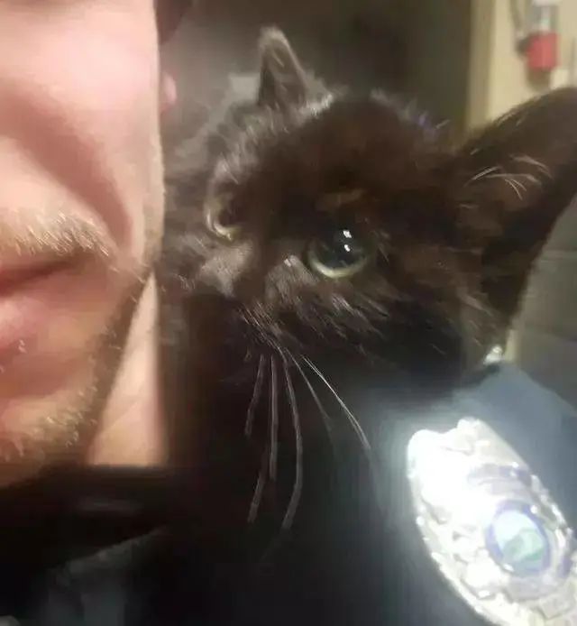 小猫被困岩石中，警官救助了小猫，被救以后竟然赖着警官不走了