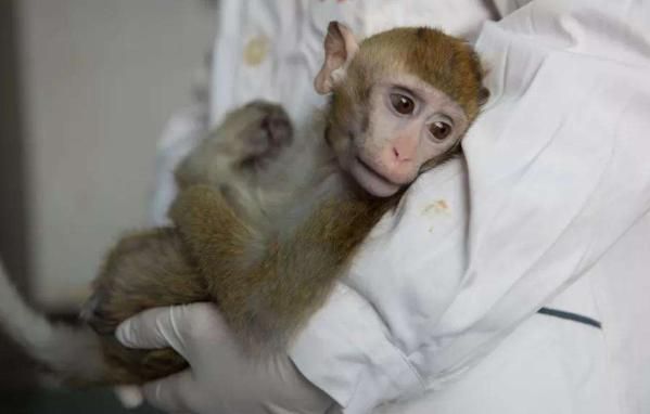 实验猴丢失期间，女子与其亲密接触后生病，症状类似新冠