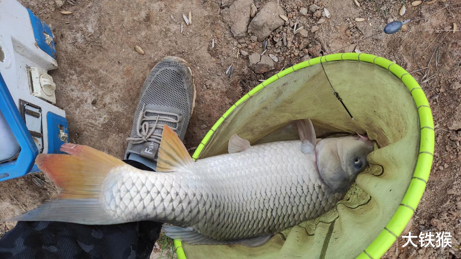 |鲤鱼的怒吼，南方没人吃，北方卖高价，同是一种鱼为何差异大？