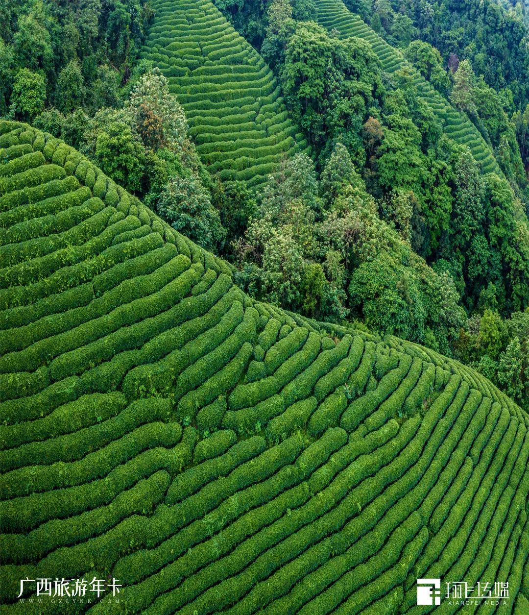 |别只迷恋黄姚哥，贺州这个“茶园梯田”也美若仙境| 广西旅游年卡