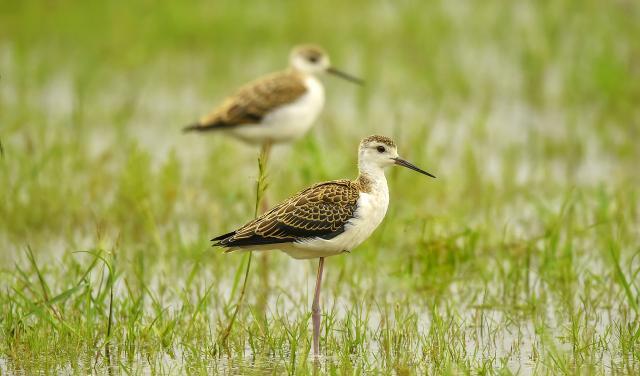 |在职场，真正聪明的人，往往具备九大生存“心计”，懂得保护自己