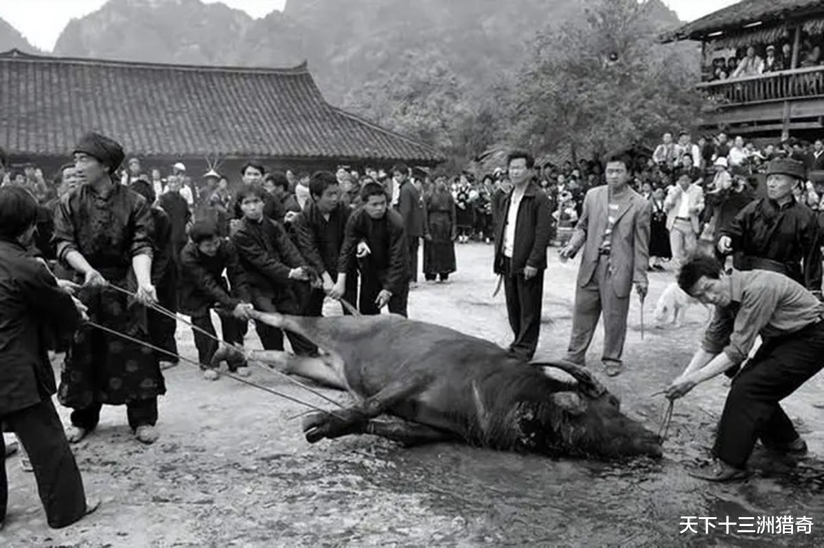 人类驯化了几十种家畜,它们能否意识到自己会被人类吃掉,为什么