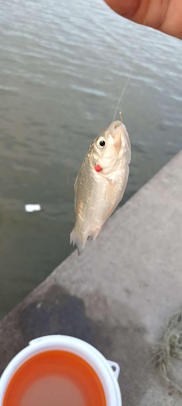 鲫鱼|人随鱼变，眼随漂变。