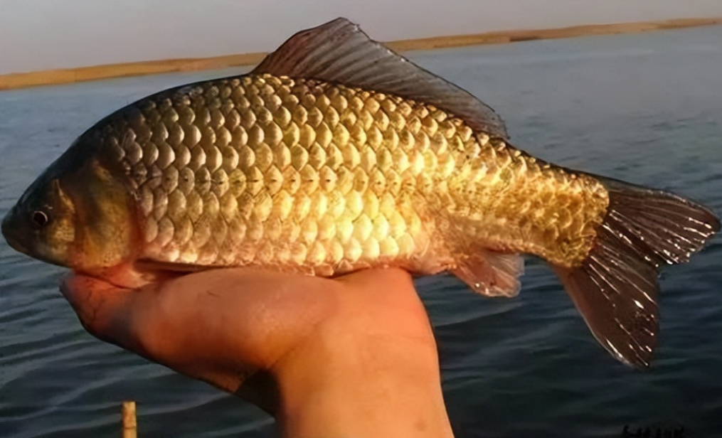 入伏|入伏野钓分时段,时段不对鱼获少!这3个时间出钓,连竿到手软