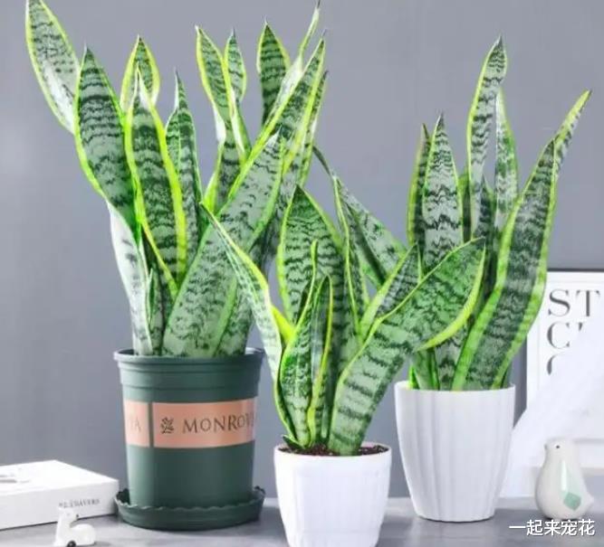 3种花定要在卧室养几盆，好养好看吸甲醛，还能睡个安稳觉