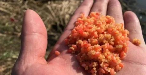 饵料|冬钓鲫鱼的三大步骤,掌握了,鲫鱼总能上钩,很难空军