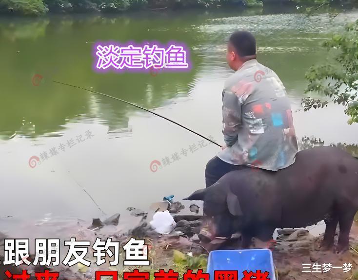 男子钓鱼遇黑猪围观,赶不走淡定坐猪身上,网友:可能是来报恩的