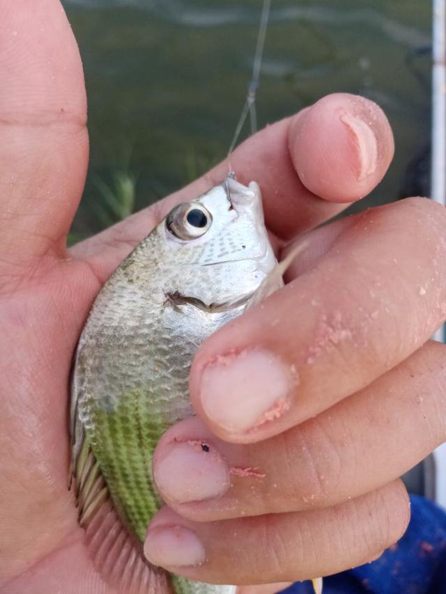 |2022年我还是那个称职的乌（鲻）鱼猎手！