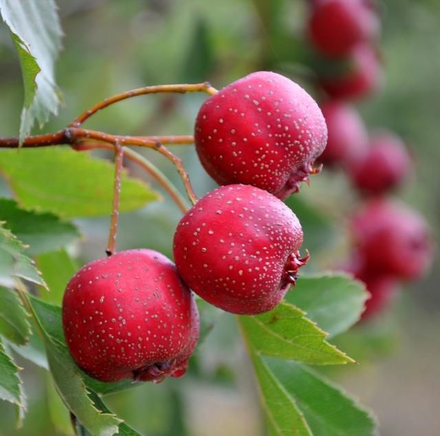 心脏|子宫“不欢迎”的8种水果，柿子排最后，排第一的，女性经常吃