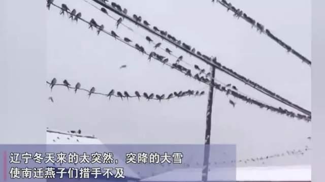 上百只燕子进屋不肯离去,男子为其开空调取暖,怎么不飞回南方?