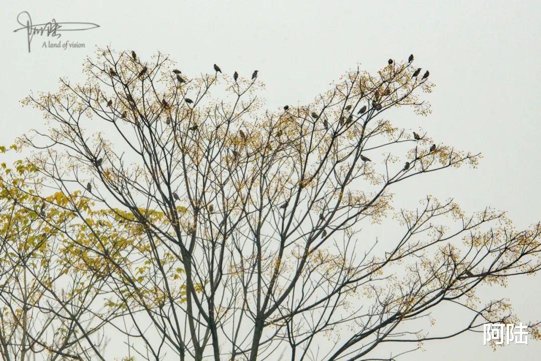 北欧|良渚遗址公园里群鸟飞舞的画面，会随着游客的增多而渐渐消失吗？